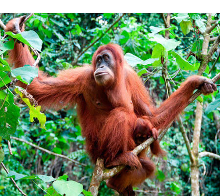 Orangután (Pongo pygmaeus)